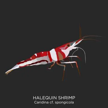 Halequin Shrimp Stock Illustration