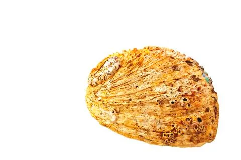 Half of abalone shell covered in barnacles Stock Photos