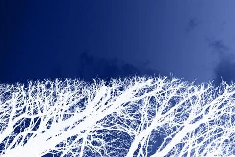 Half of abstract forest Stock Photos