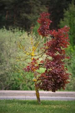 Half alive and half dead red maple tree standing in the park Stock Photos