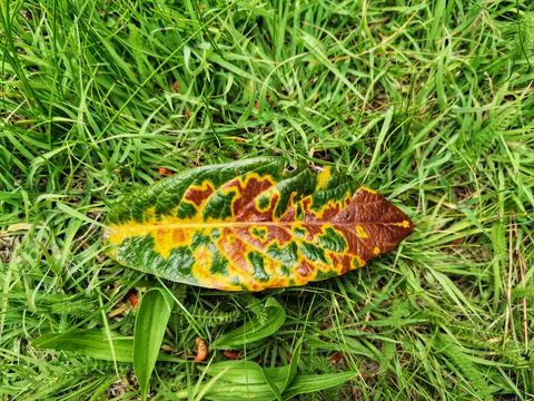 Half alive, half dried leaf. Stock Photos