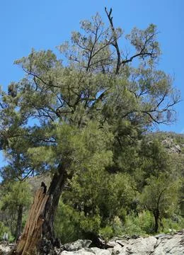 Half Alive Pine Tree Stock Photos