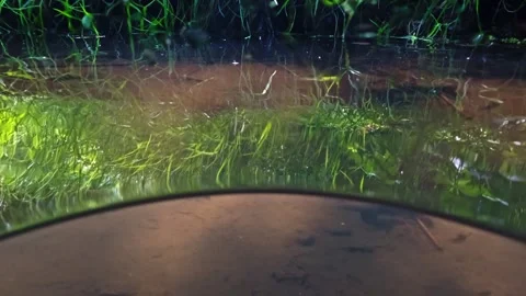 Half-and-half shots of a small stream, showing underwater and above water. .. Video stock 278624717