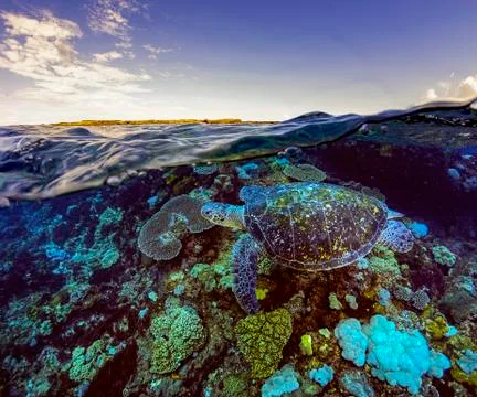 Half and Half Turtle shot Foto stock