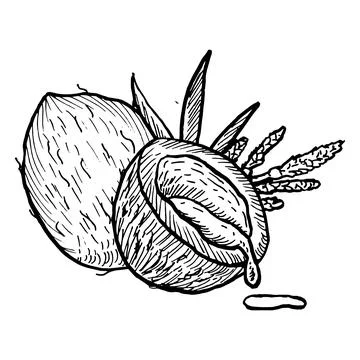 Half and whole coconut fruit ink drawing vector illustration isolated. Outlin Stock Illustration