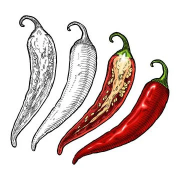 Half and whole pepper chilli. Vintage vector hatching color illustration Stock Illustration