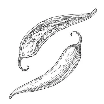 Half and whole pepper chilli. Vintage hatching black illustration. Illustrazione stock