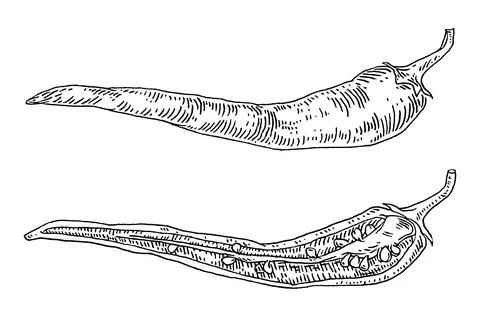 Half and whole pepper chilli. Vintage hatching black illustration. Illustrazione stock