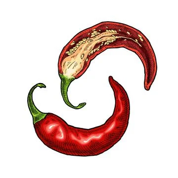 Half and whole pepper chilli. Vintage vector hatching color illustration イラスト素材