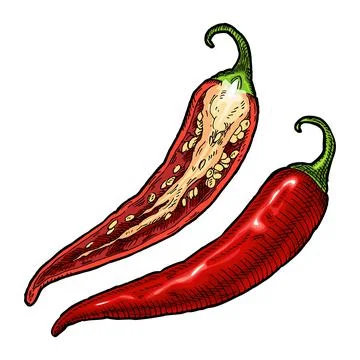Half and whole pepper chilli. Vintage vector hatching color illustration Illustrazione stock