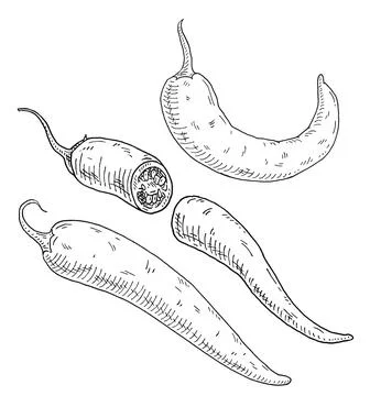 Half and whole pepper chilli. Vintage hatching gray monochrome illustration. Illustrazione stock