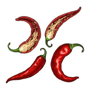 Half and whole pepper chilli. Vintage vector hatching color illustration イラスト素材