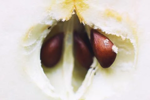 Half apple close up. cut apple background 스톡 사진
