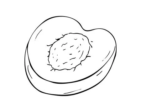Half an apricot. Hand-drawn fruit Isolated illustration on white background. Stock Illustration
