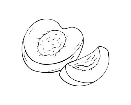 Half an apricot. Hand-drawn fruit Isolated illustration on white background. Stock Illustration