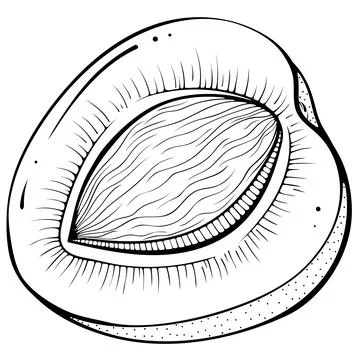 Half apricot with pit Stock Illustration