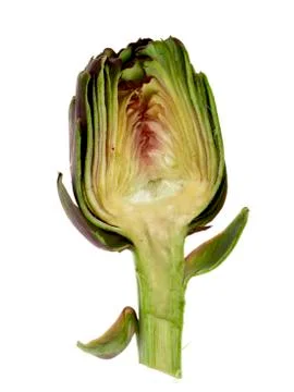 Half artichoke on white background Stock Photos