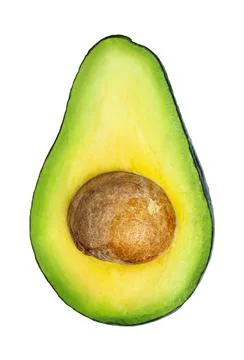 Half avocado with seed isolated Stock Photos