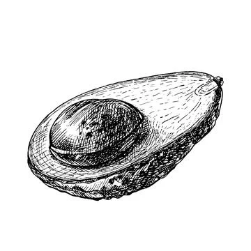 Half avocado with seed. Vector monochrome vintage hatching illustration Stock Illustration