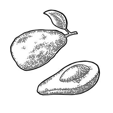 Half avocado with seed. Vector vintage engraving color Stock-Illustration
