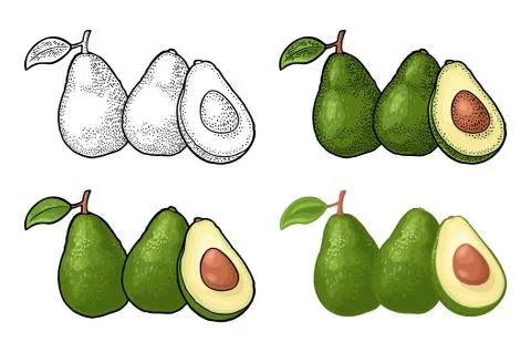 Half avocado with seed. Vector vintage engraving color Stockillustratie