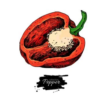 Half bell pepper hand drawn vector illustration. Vegetable Isolated object. Illustrazione stock