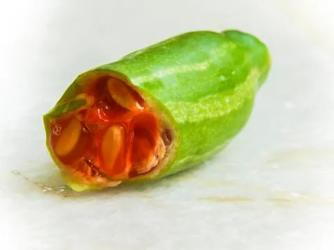 Half bite ivy gourd Stock Photos