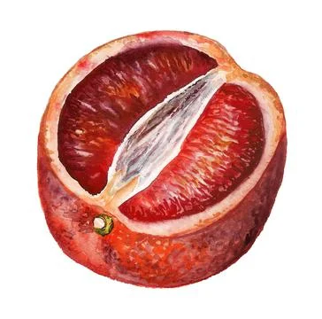 Half of blood orange Stock Illustration