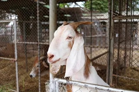 Half body of goat. Foto stock