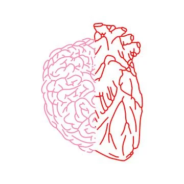 Half brain and half heart. Combine feelings and reason. Stock Illustration