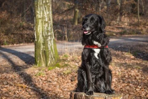 Half breed sits Stock Photos