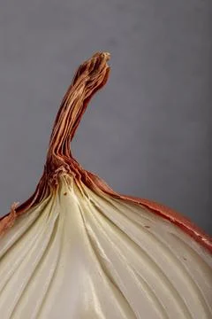 Half a bulb onion. Gold onion vegetable Stock Photos