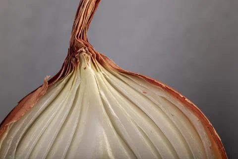 Half a bulb onion. Gold onion vegetable Stock Photos