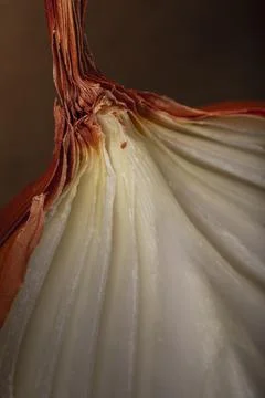 Half a bulb onion. Gold onion vegetable Stock Photos