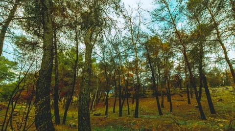 Half burned forest charred pine trees in forest blossoming,timelapse pan 25p Stock Footage 56222405
