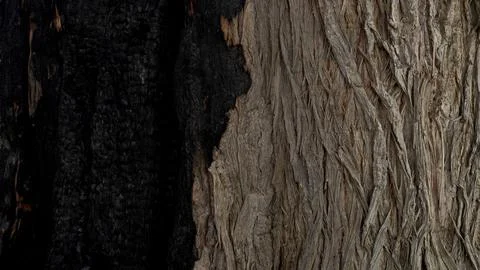 Half burnt tree bark background image Stock Photos