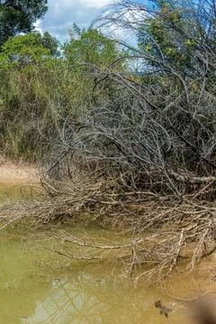 A half burnt tree fallen on a murky lake, in the la Candelaria desert, in the Stock Photos
