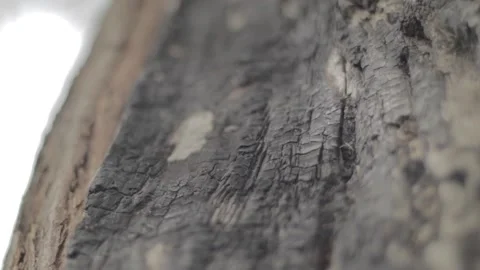 Half Burnt Tree Stock Footage 235981891
