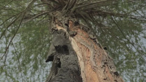 Half Burnt Tree Stock Footage 235981964