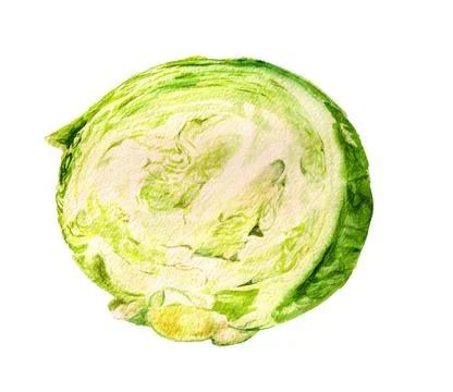 Half of cabbage Stock Illustration
