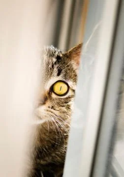 Half cat portrait Stock Photos