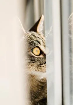 Half cat portrait in the window Stock Photos