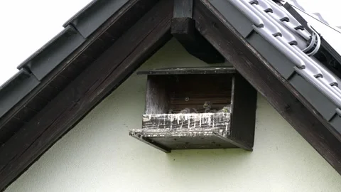 A half-cave as a nesting box with young kestrels Stock Footage 310454018