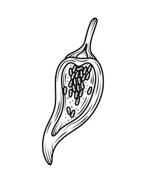 Half chili icon 스톡 일러스트
