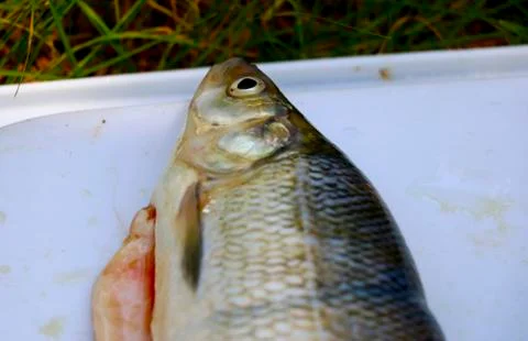 Half of the chipped fish Stock Photos