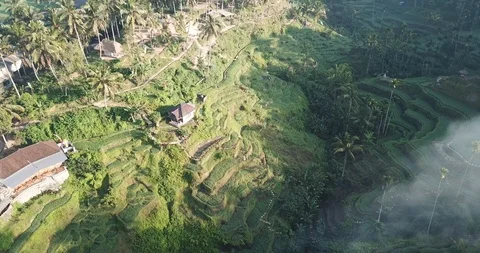Half Circle left to right Drone Shot at  Tegallalang Rice Fields Terraces Bali 動画素材 100121820