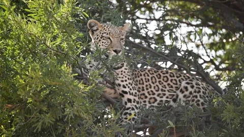 Half-closed eyelids; slow scan while resting — Part 3 (Closer) Vidéo 320845687