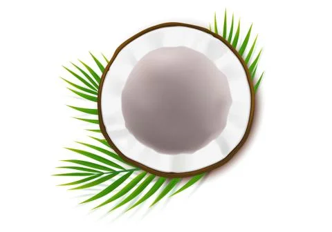 Half coco nut with green palm leaves Stock Illustration
