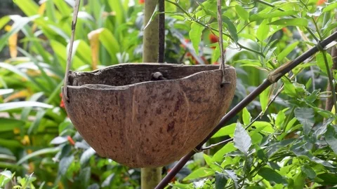 Half of a coconut husk fashioned as a hanging ornament Stock Footage 102570259