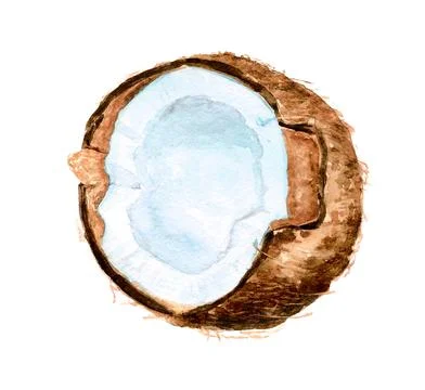 Half of coconut Stock Illustration